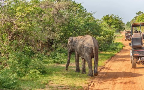 Sri Lanka - safari (5).jpg